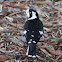 Magpie-lark