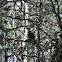 ptarmigan