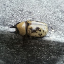 Eastern Hercules Beetle