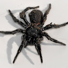 Blue Mountains Funnel Web Spider