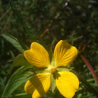 Common St. Johnswort
