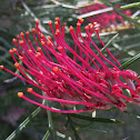 Grevillea
