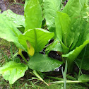 Western Skunk Cabbage
