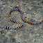 Paradise Flying Snake
