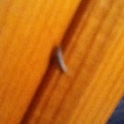 Silverfish