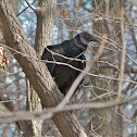 Black Vulture