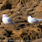 Mediterranean Gull