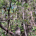 Barred owl
