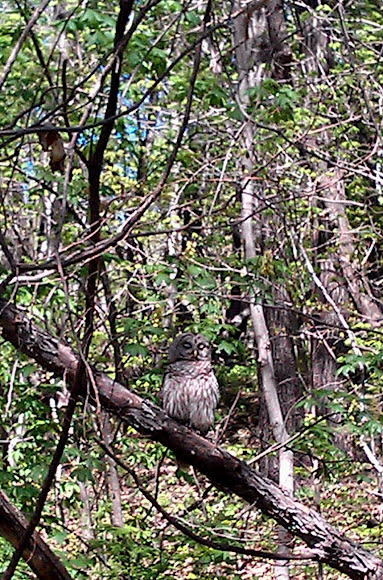 Spotting Image 1