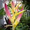 Heliconia