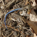 Five-lined Skink