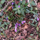 Crocus
