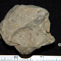 Brachiopod Fossil