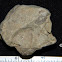Brachiopod Fossil
