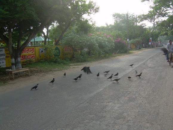 Spotting Image 1