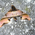 Sphinx Moth