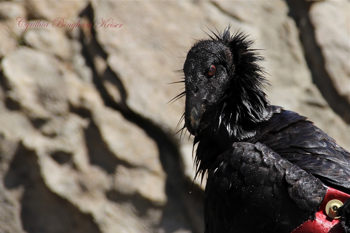 (Young) California Condor