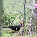 Pilated Woodpecker