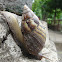 Giant African land snail