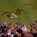 Harvestman