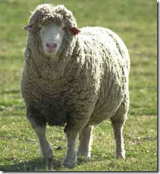sheep