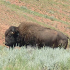 Bison