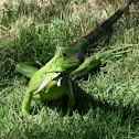 Green Iguana