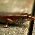 Common Sun Skink