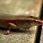 Common Sun Skink