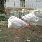 Greater Flamingo