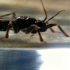Masked Hunter (Assassin Bug)