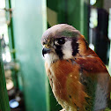 American Kestrel
