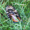 Klug’s Clearwing
