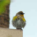 Yellow-rumped Warbler