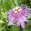 Maypop (Passionflower)