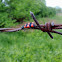 Red and blue soldier beetle