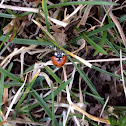 Lady Bug