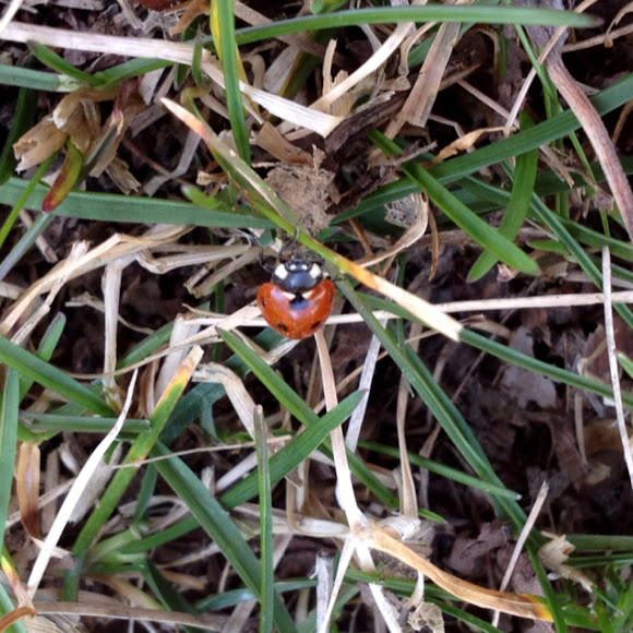 Spotting Image 1