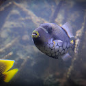 Clown triggerfish