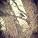 White-breasted Nuthatch
