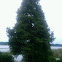 Bald Cypress