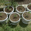 Mini2Go's Bucket garden