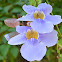Thunbergia grandiflora
