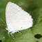 White Moonbeam