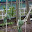 <p>
	Uninstalling the woollen 'vines' after 6 weeks outdoors in London<br />
	&nbsp;</p>
