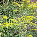 Goldenrod