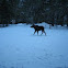 Moose