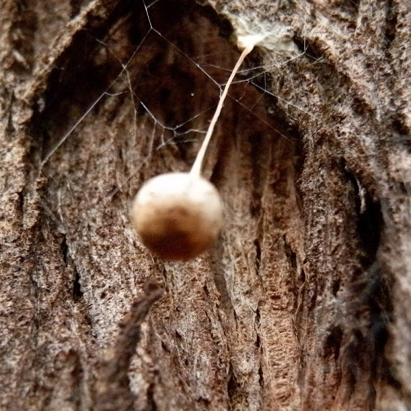 Common two-tailed spider egg sac | Project Noah