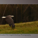 Grey-headed fish eagle