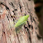 Dictyopharid Planthopper
